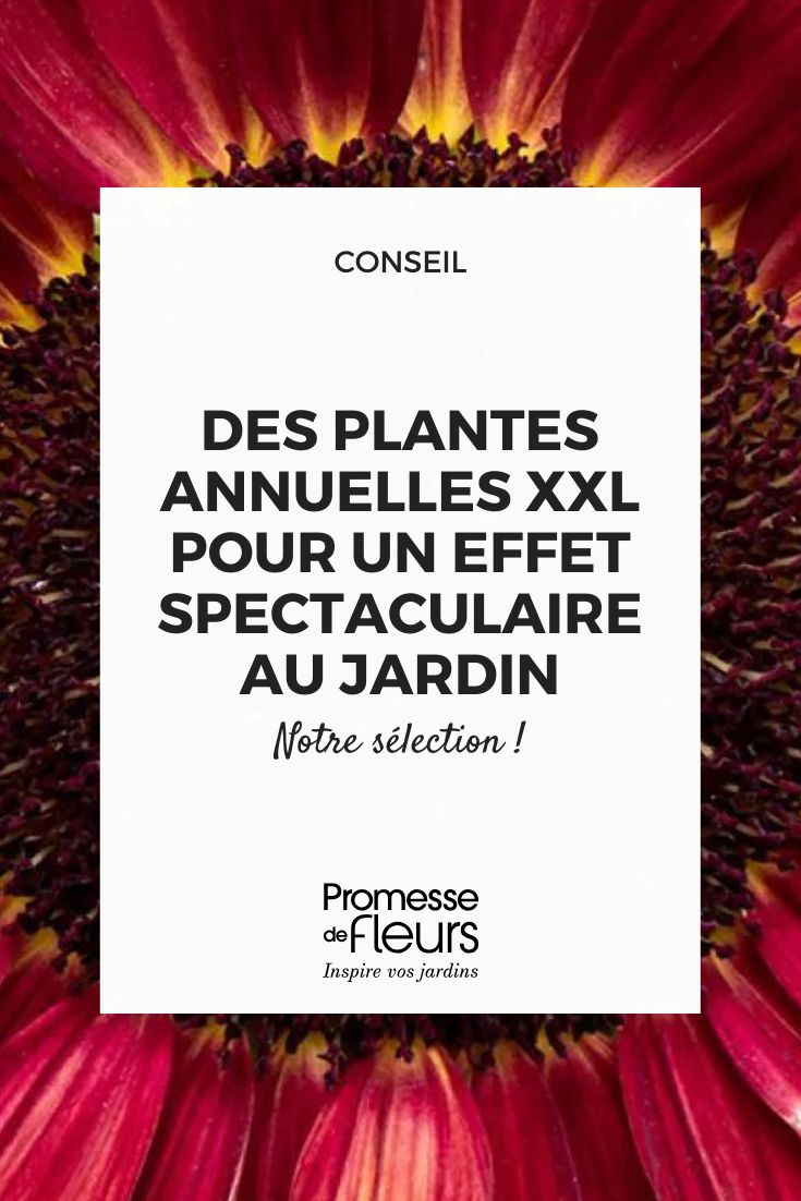 Semi-di-Girasole-Desire-Red