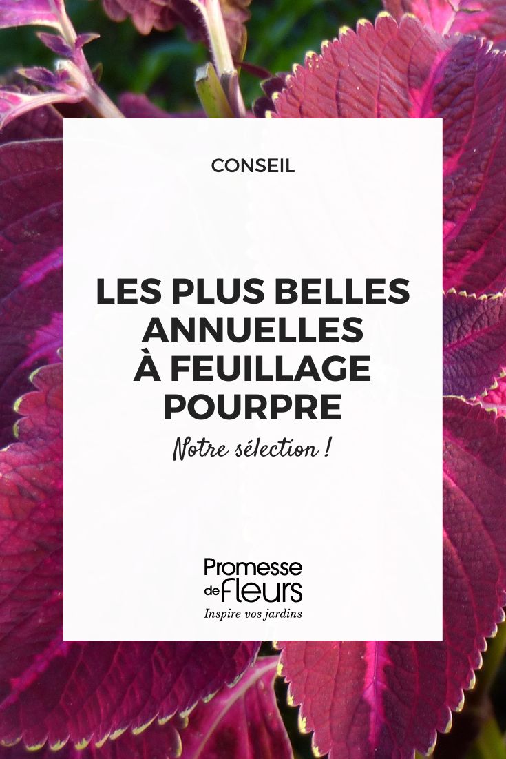 Coleus-Kingwood-Torch