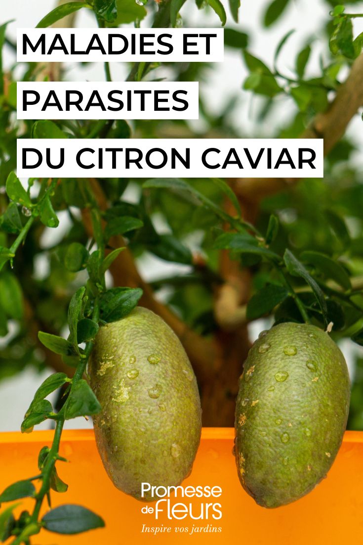 curare il limone caviale