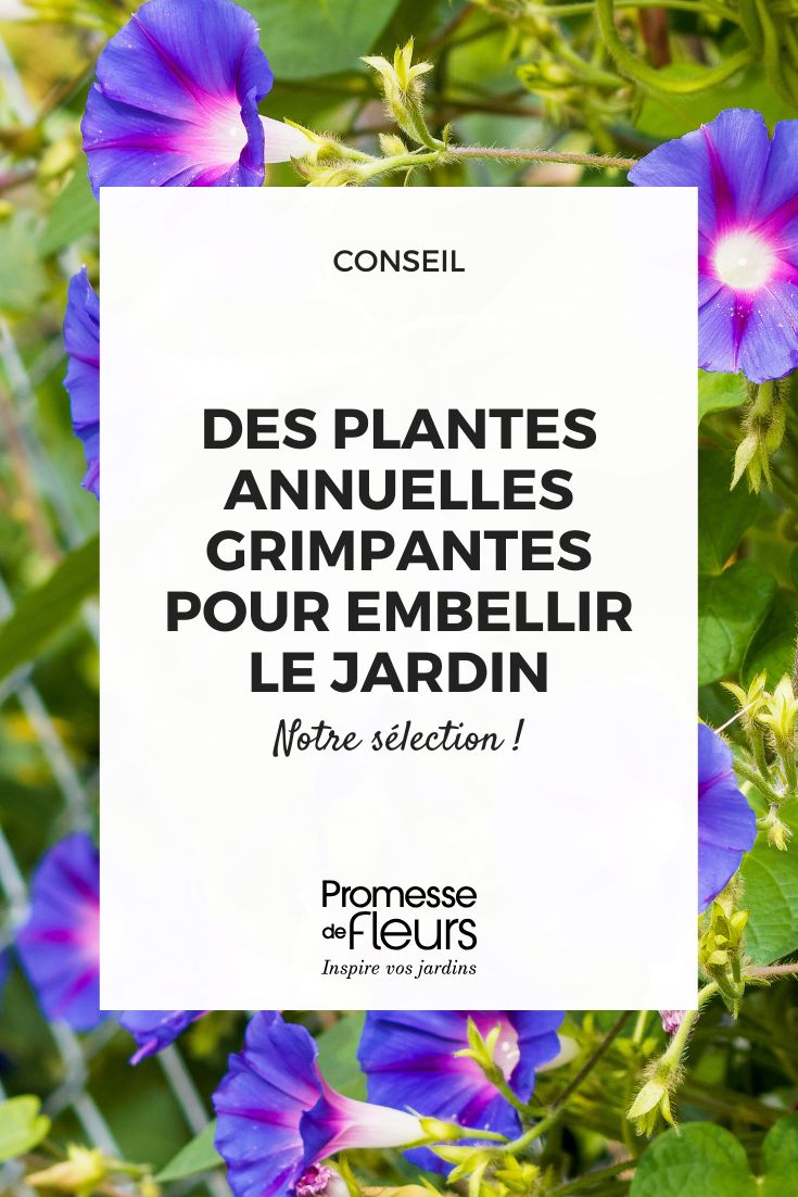 Ipomoea purpurea | Volubilis blu o Ipomoea o convolvolo porpora