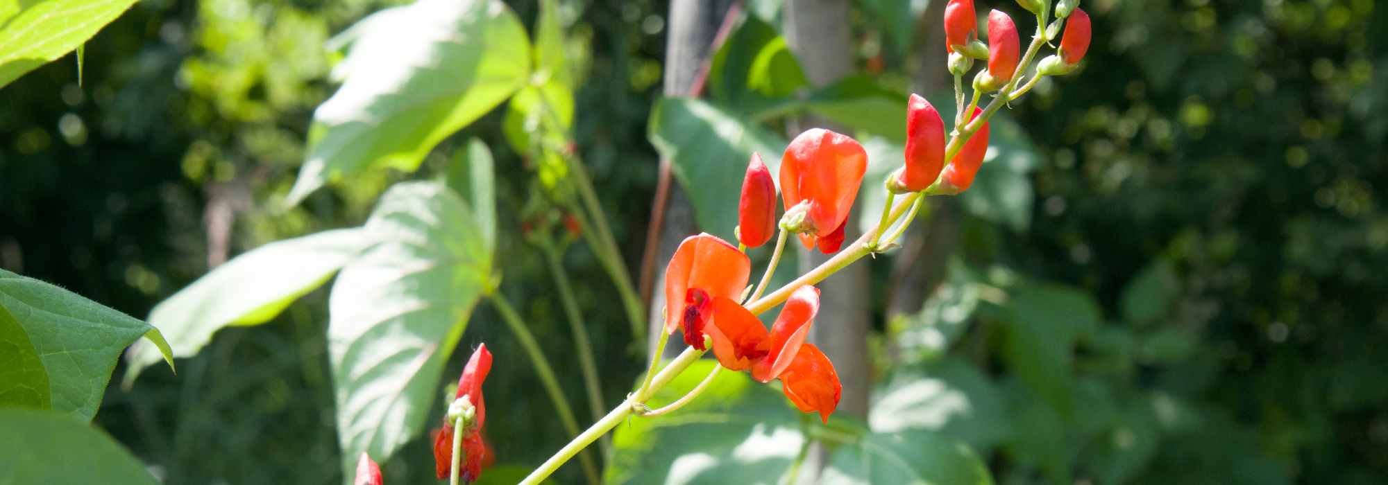 Le migliori piante annuali rampicanti per abbellire rapidamente il tuo giardino