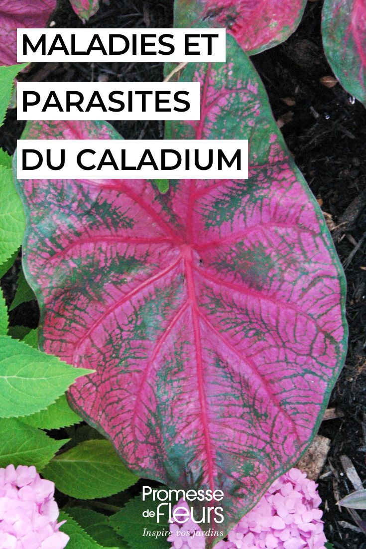 curare il CALADIUM