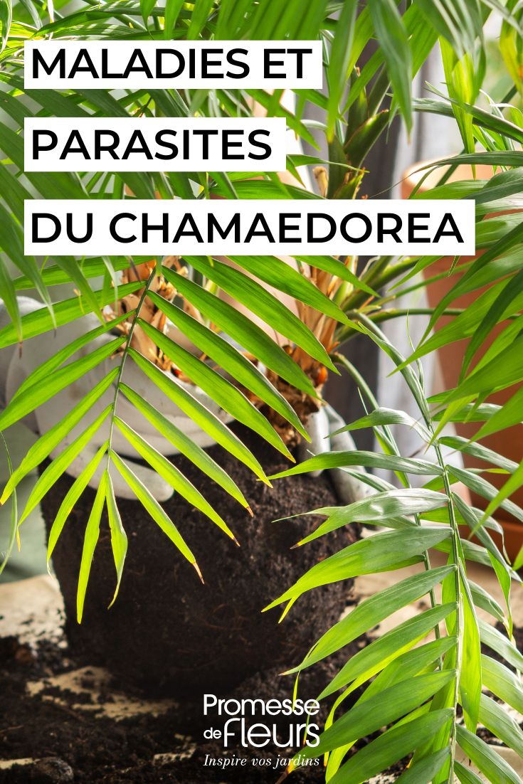 curare il CHAMAEDOREA