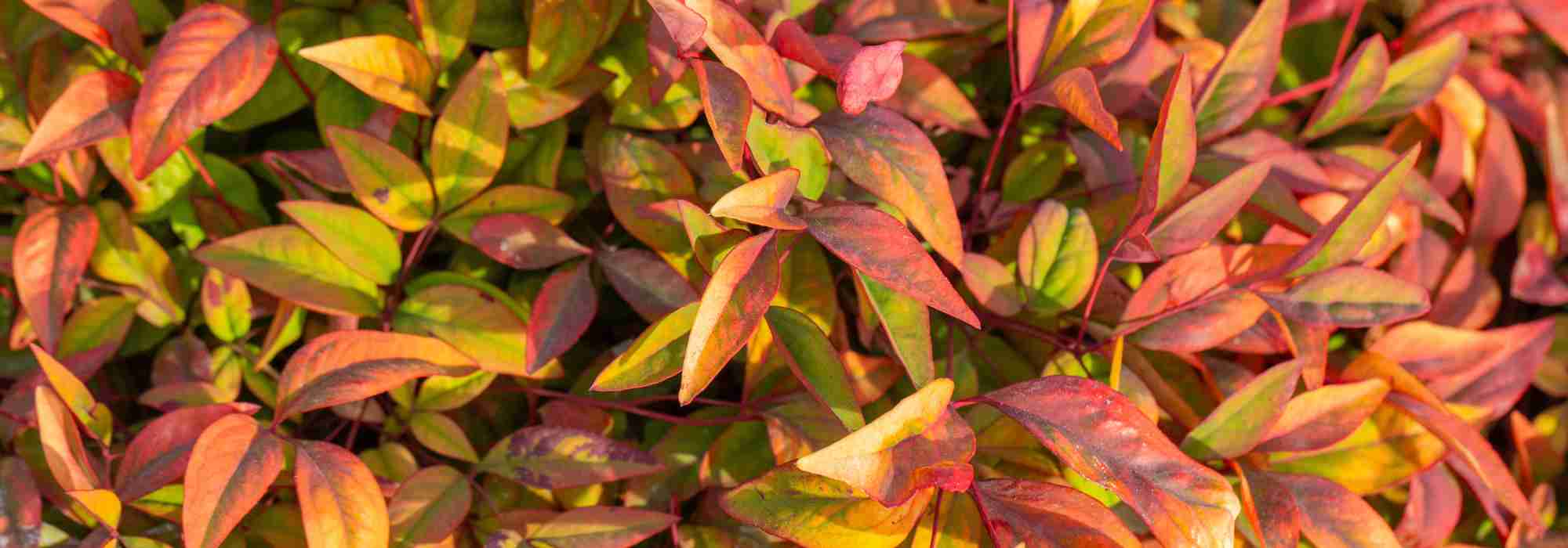 Nandina domestica: una scelta sicura tra le piante dal fogliame decorativo