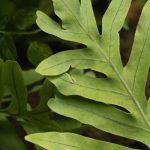 **Phlebodium, Felce Blu: Coltivazione e Cura**

Il **Phlebodium**, comunemente conosciuto come **felce blu**, è una pianta d'appartamento affascinante grazie alle sue foglie uniche dal colore blu-verde e alla sua crescita elegante. Originaria delle foreste tropicali, questa felce è relativamente facile da coltivare se si rispettano alcune condizioni fondamentali. Ecco i nostri consigli per prendertene cura al meglio.

### **Condizioni Ideali per la Coltivazione**

1. **Luce**:
   - Il Phlebodium preferisce una luce **indiretta e filtrata**. Evita l'esposizione diretta al sole, che potrebbe bruciare le foglie.
   - Una posizione vicino a una finestra con tende trasparenti è perfetta.

2. **Temperatura e Umidità**:
   - Questa felce ama un ambiente **caldo e umido**, simile al suo habitat naturale. Mantieni la temperatura tra i **18°C e i 24°C**.
   - Per aumentare l'umidità, puoi posizionare la pianta su un vassoio con ciottoli e acqua o utilizzare un umidificatore.

3. **Terreno**:
   - Utilizza un **terriccio ben drenante e ricco di materia organica**, come un mix per piante tropicali o orchidee.
   - Assicurati che il vaso abbia fori di drenaggio per evitare ristagni d'acqua.

### **Annaffiatura**

- **Mantieni il terreno umido**, ma non inzuppato. Lascia asciugare leggermente lo strato superficiale del terreno tra un'annaffiatura e l'altra.
- **Riduci le annaffiature** in inverno, quando la crescita rallenta.
- Utilizza **acqua distillata o piovana** per evitare l'accumulo di sali nel terreno.

### **Concimazione**

- **Nutri la pianta** ogni 4-6 settimane durante la stagione di crescita (primavera ed estate) con un fertilizzante bilanciato per piante verdi, diluito a metà della dose consigliata.
- **Sospendi la concimazione** in autunno e inverno.

### **Potatura e Manutenzione**

- **Rimuovi le foglie secche o danneggiate** per mantenere la pianta sana e favorire una nuova crescita.
- **Pulisci le foglie** con un panno umido per rimuovere la polvere e migliorare la fotosintesi.

### **Rinvaso**

- **Rinvasa ogni 2-3 anni** o quando le radici iniziano a fuoriuscire dal vaso.
- Scegli un vaso leggermente più grande del precedente e rinnova il terriccio.

### **Problemi Comuni**

- **Foglie gialle**: Potrebbero indicare un'eccessiva annaffiatura o una carenza di nutrienti.
- **Punte secche**: Spesso causate da un'umidità insufficiente o dall'acqua troppo dura.
- **Parassiti**: Controlla la presenza di afidi o acari e tratta con un insetticida naturale se necessario.

### **Curiosità**

Il Phlebodium è apprezzato non solo per la sua bellezza ma anche per le sue proprietà purificanti dell'aria. È una scelta eccellente per chi desidera un tocco di natura in casa.

Con queste semplici cure, la tua **felce blu** prospererà e diventerà un punto focale nel tuo spazio verde indoor. Buona coltivazione!