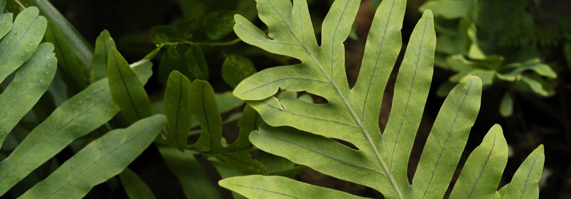 **Phlebodium, Felce Blu: Coltivazione e Cura**

Il **Phlebodium**, comunemente conosciuto come **felce blu**, è una pianta d'appartamento affascinante grazie alle sue foglie uniche dal colore blu-verde e alla sua crescita elegante. Originaria delle foreste tropicali, questa felce è relativamente facile da coltivare se si rispettano alcune condizioni fondamentali. Ecco i nostri consigli per prendertene cura al meglio.

### **Condizioni Ideali per la Coltivazione**

1. **Luce**:
   - Il Phlebodium preferisce una luce **indiretta e filtrata**. Evita l'esposizione diretta al sole, che potrebbe bruciare le foglie.
   - Una posizione vicino a una finestra con tende trasparenti è perfetta.

2. **Temperatura e Umidità**:
   - Questa felce ama un ambiente **caldo e umido**, simile al suo habitat naturale. Mantieni la temperatura tra i **18°C e i 24°C**.
   - Per aumentare l'umidità, puoi posizionare la pianta su un vassoio con ciottoli e acqua o utilizzare un umidificatore.

3. **Terreno**:
   - Utilizza un **terriccio ben drenante e ricco di materia organica**, come un mix per piante tropicali o orchidee.
   - Assicurati che il vaso abbia fori di drenaggio per evitare ristagni d'acqua.

### **Annaffiatura**

- **Mantieni il terreno umido**, ma non inzuppato. Lascia asciugare leggermente lo strato superficiale del terreno tra un'annaffiatura e l'altra.
- **Riduci le annaffiature** in inverno, quando la crescita rallenta.
- Utilizza **acqua distillata o piovana** per evitare l'accumulo di sali nel terreno.

### **Concimazione**

- **Nutri la pianta** ogni 4-6 settimane durante la stagione di crescita (primavera ed estate) con un fertilizzante bilanciato per piante verdi, diluito a metà della dose consigliata.
- **Sospendi la concimazione** in autunno e inverno.

### **Potatura e Manutenzione**

- **Rimuovi le foglie secche o danneggiate** per mantenere la pianta sana e favorire una nuova crescita.
- **Pulisci le foglie** con un panno umido per rimuovere la polvere e migliorare la fotosintesi.

### **Rinvaso**

- **Rinvasa ogni 2-3 anni** o quando le radici iniziano a fuoriuscire dal vaso.
- Scegli un vaso leggermente più grande del precedente e rinnova il terriccio.

### **Problemi Comuni**

- **Foglie gialle**: Potrebbero indicare un'eccessiva annaffiatura o una carenza di nutrienti.
- **Punte secche**: Spesso causate da un'umidità insufficiente o dall'acqua troppo dura.
- **Parassiti**: Controlla la presenza di afidi o acari e tratta con un insetticida naturale se necessario.

### **Curiosità**

Il Phlebodium è apprezzato non solo per la sua bellezza ma anche per le sue proprietà purificanti dell'aria. È una scelta eccellente per chi desidera un tocco di natura in casa.

Con queste semplici cure, la tua **felce blu** prospererà e diventerà un punto focale nel tuo spazio verde indoor. Buona coltivazione!