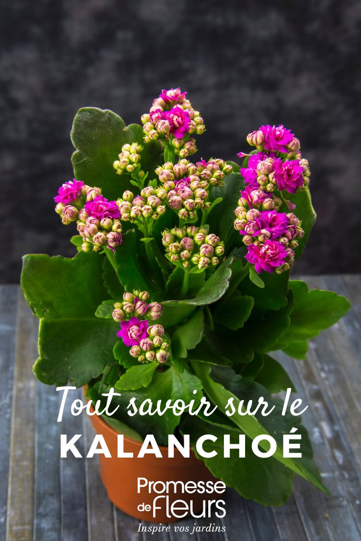 Kalanchoe: coltivazione e cura