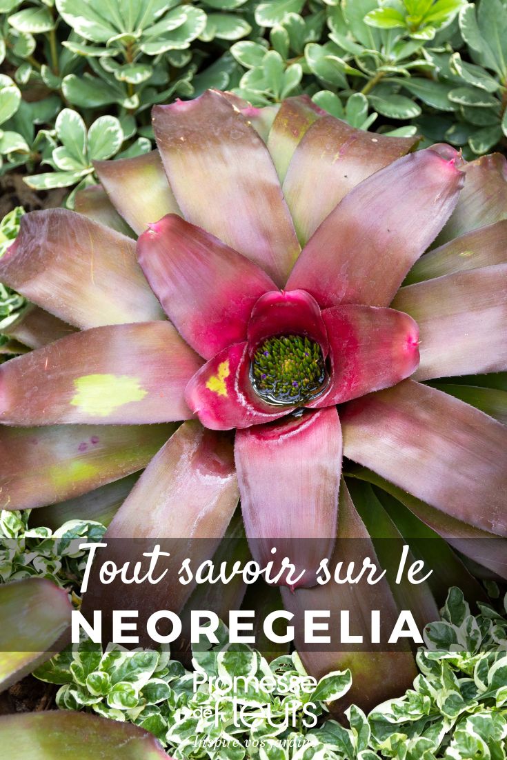 Neoregelia: coltivazione e cura