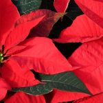 **Stella di Natale - Poinsettia: coltivazione e cura**
