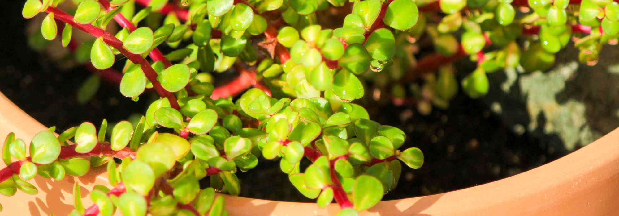 **Portulacaria : coltivazione, cura e varietà**