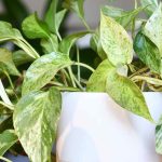 **Pothos: piantare, coltivare e propagare questa pianta d'appartamento facile**