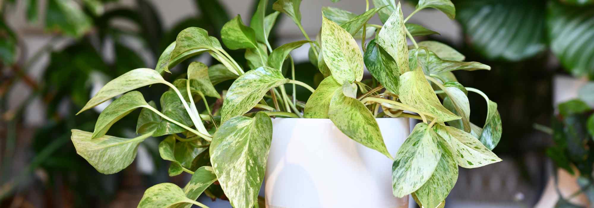 **Pothos: piantare, coltivare e propagare questa pianta d'appartamento facile**