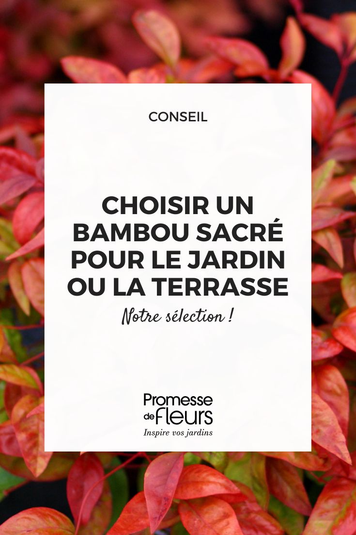 selezione di nandina