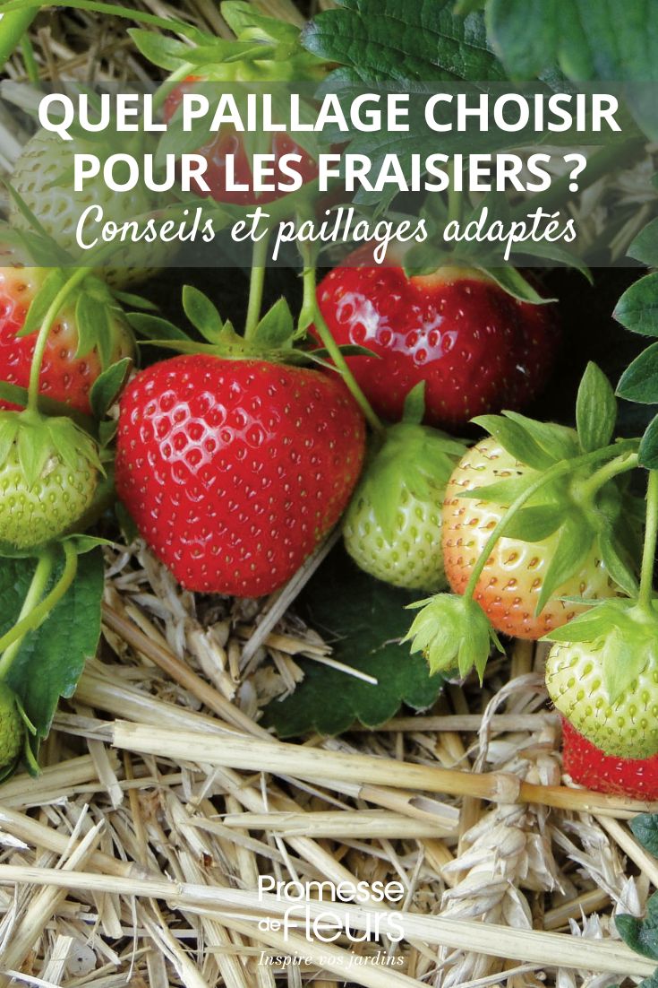 pacciamare le fragole