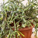 Rhipsalis - Cactus rampicante: piantagione e cura per questo cactus da interno ricadente