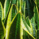 **Sansevieria, Lingua di Suocera: Coltivazione e Cura in Interno**