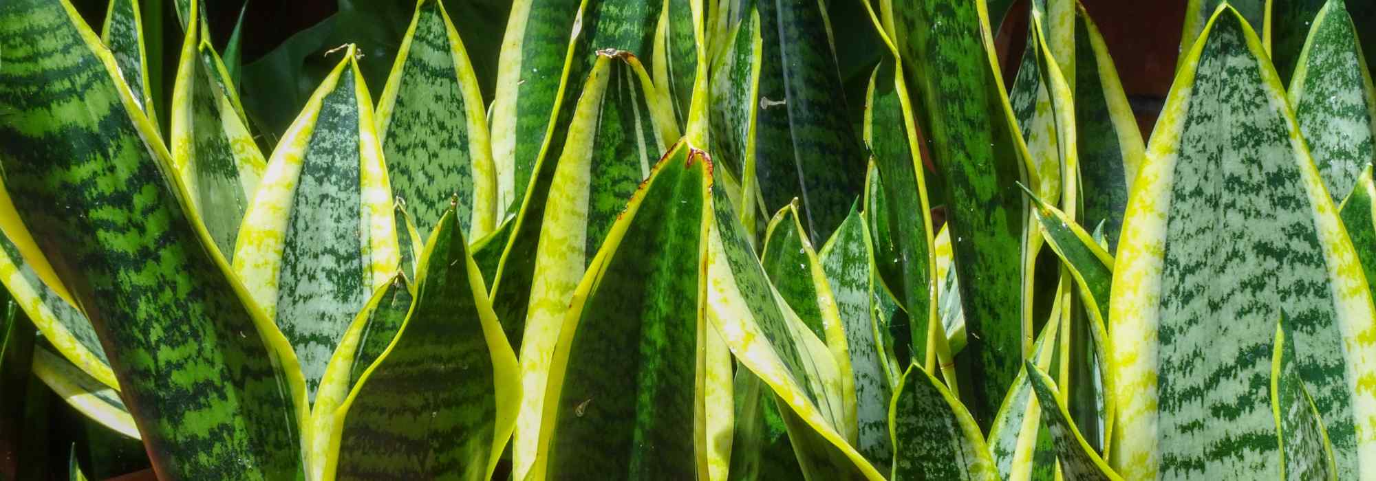 **Sansevieria, Lingua di Suocera: Coltivazione e Cura in Interno**