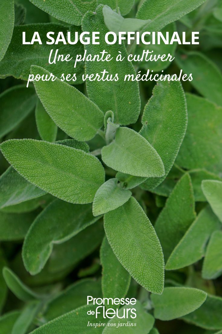 Salvia officinale