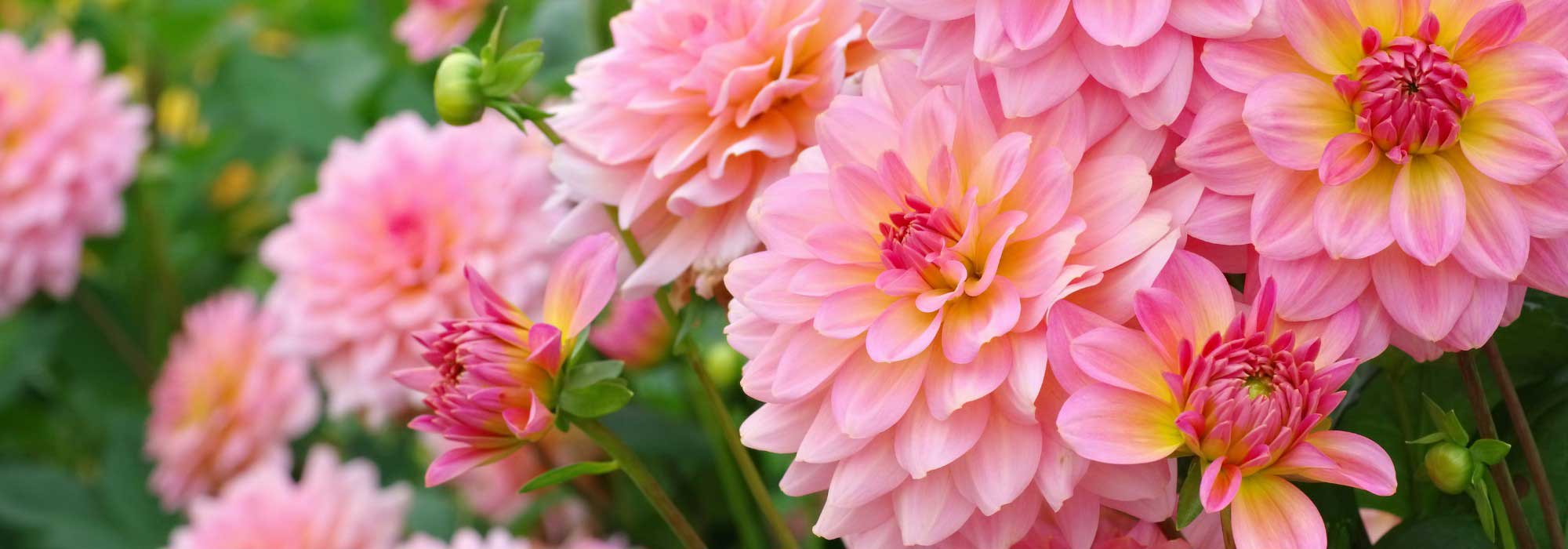 Pinkish Lemon : la nuova tendenza giardinaggio con sfumature acidule