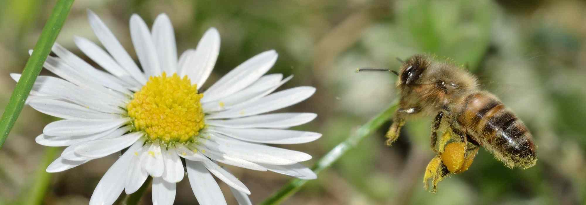 Api selvatiche o domestiche: quali specie si incontrano nei nostri giardini?