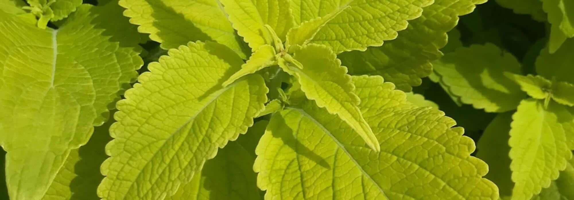 Fogliami dorato: piante annuali che illuminano il giardino per tutta la stagione