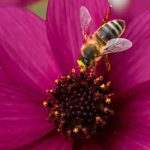 Piante annuali mellifere: fiori per attirare gli impollinatori