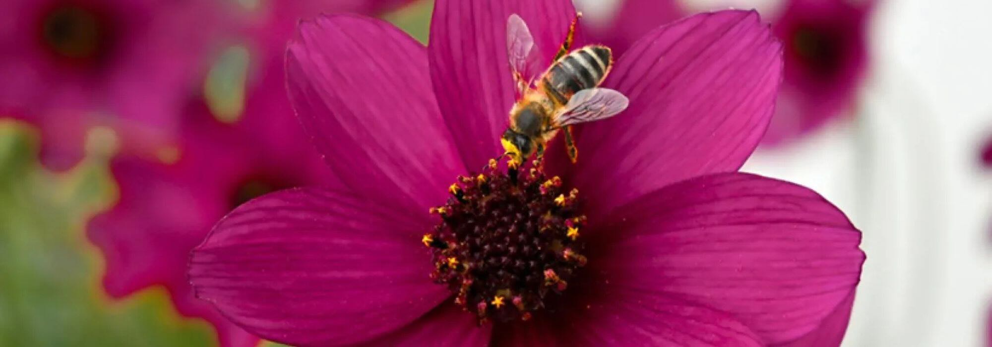 Piante annuali mellifere: fiori per attirare gli impollinatori
