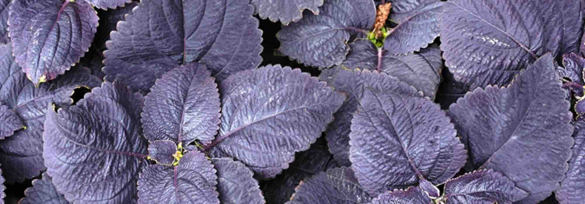 Fogliami porpora: piante annuali che elettrizzano il giardino