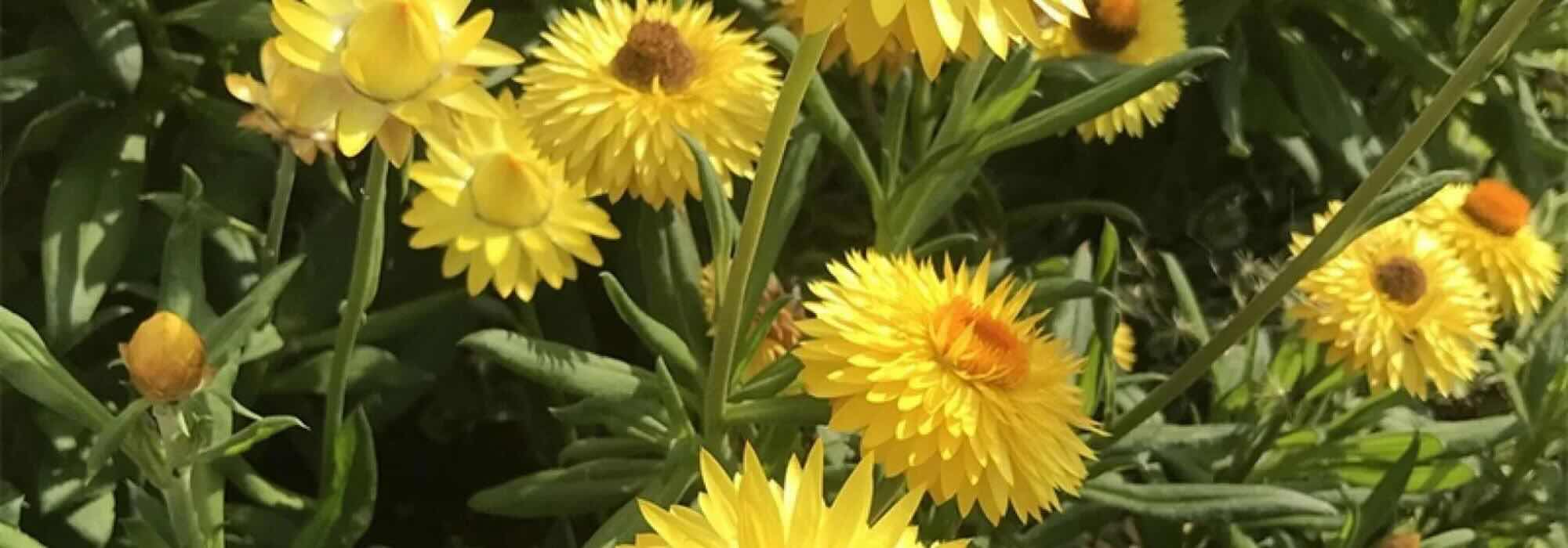 Giardino zone aride: le piante annuali più resistenti alla siccità