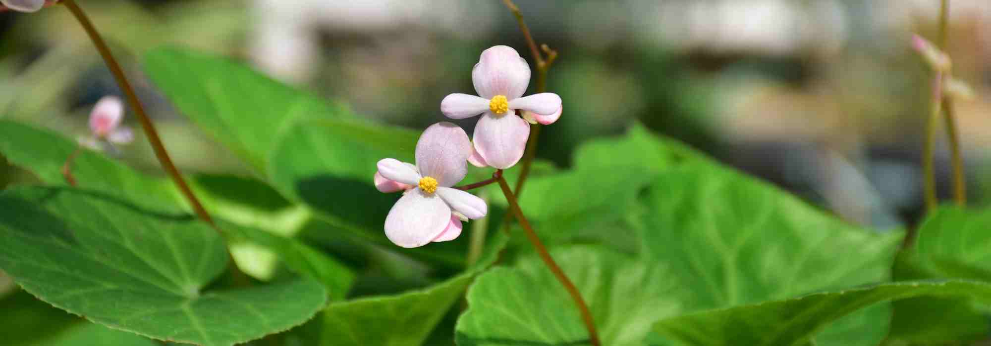 Le malattie e i parassiti delle begonie