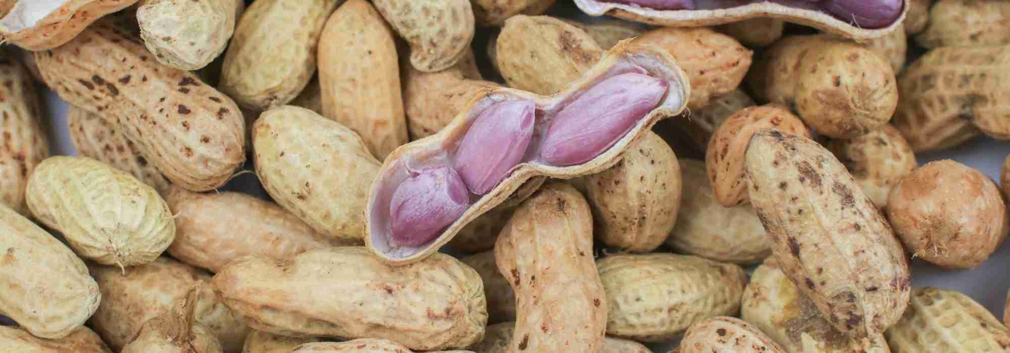 Come coltivare l'arachide per raccogliere le arachidi?