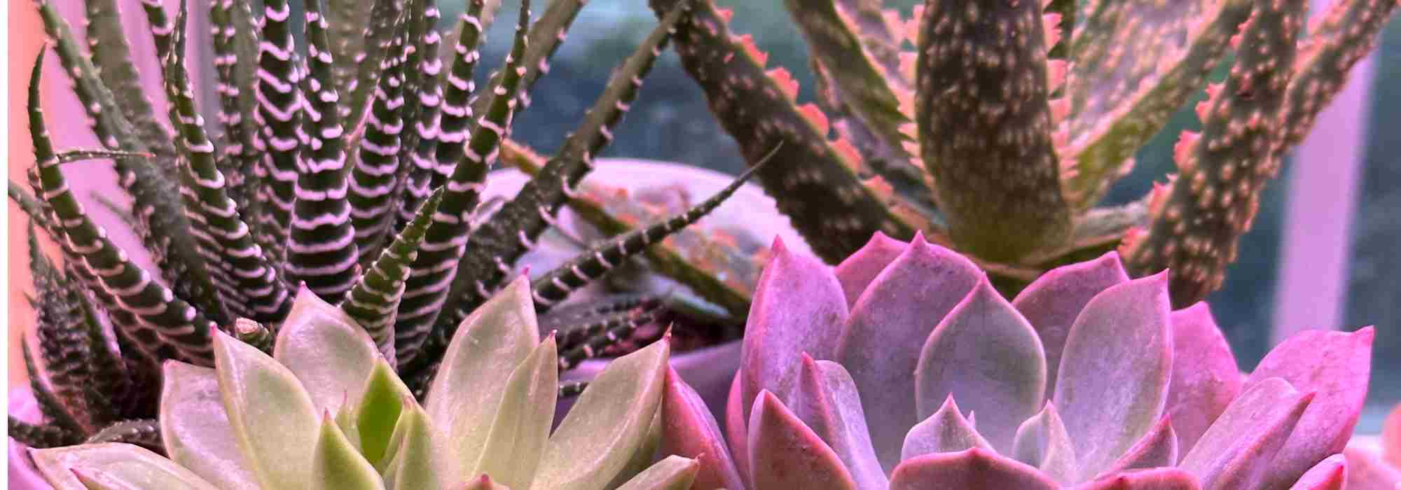 Malattie e parassiti dei cactus da interno: come trattarli e prevenirli?