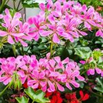 Scegliere un geranio edera, il re dei balconi fioriti per tutta l'estate