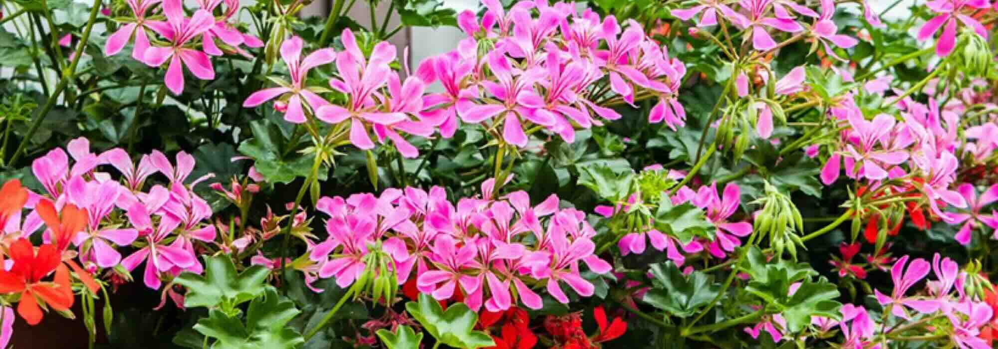 Scegliere un geranio edera, il re dei balconi fioriti per tutta l'estate