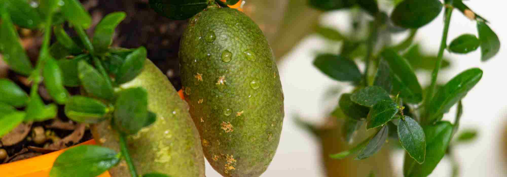 Malattie e parassiti del limone caviale