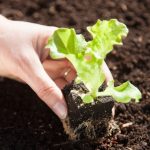 Quando e come trapiantare le insalate e lattughe in giardino?