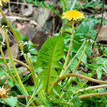 Gli erbicidi cosiddetti "naturali": cosa contengono davvero?