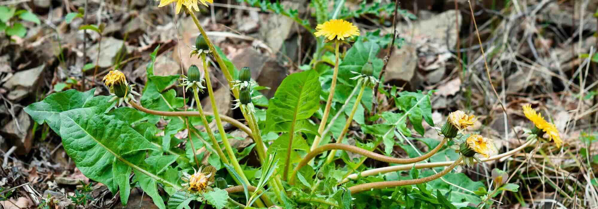 Gli erbicidi cosiddetti "naturali": cosa contengono davvero?