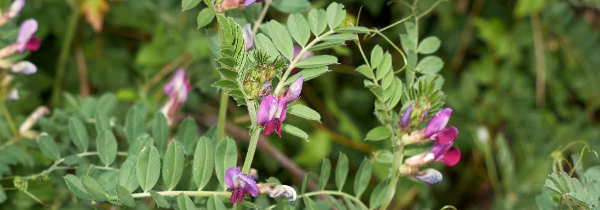 Coltivare piante per sovescio in vaso o in fioriera: possibile o no?