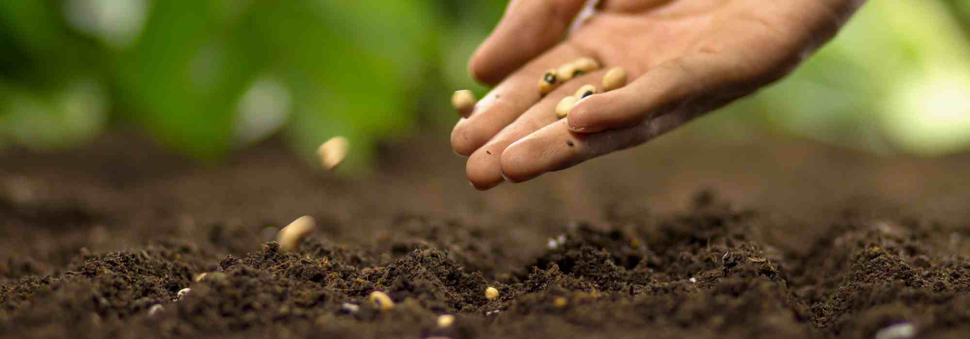 I miei semi non germogliano: perché? Cosa fare?