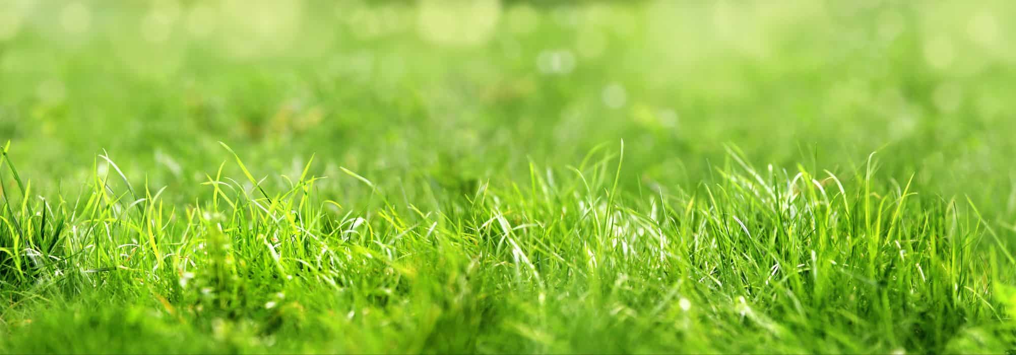 Manutenzione del prato: gli errori più comuni