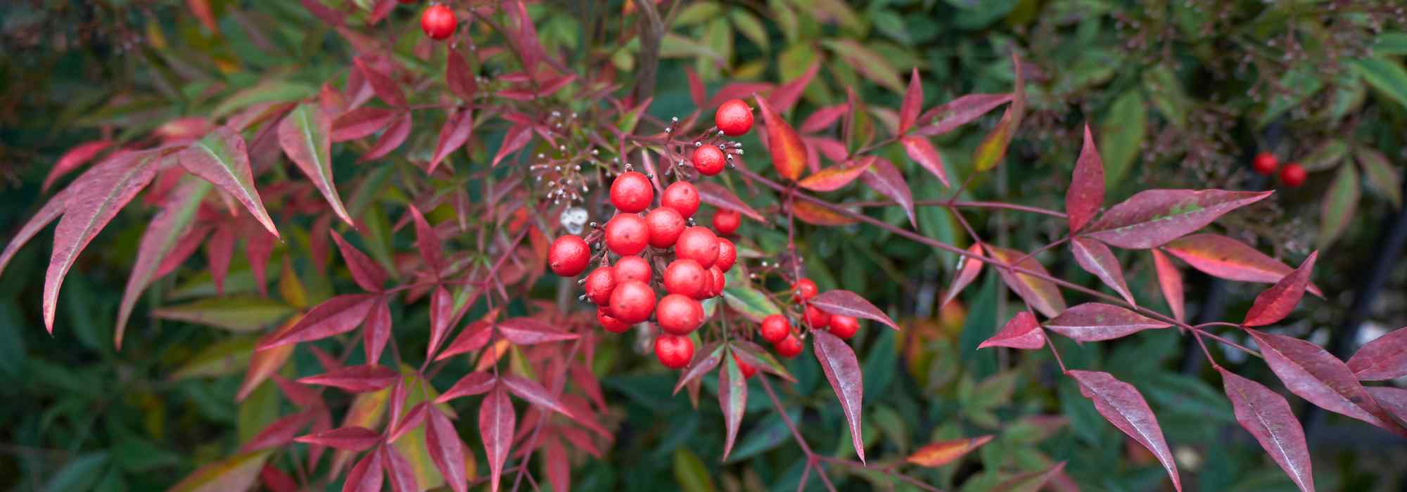 Malattie e parassiti del Nandina