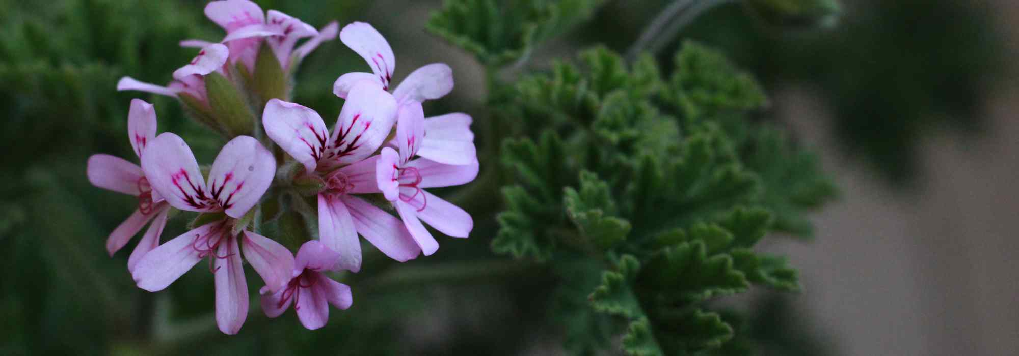 Malattie e parassiti dei pelargoni