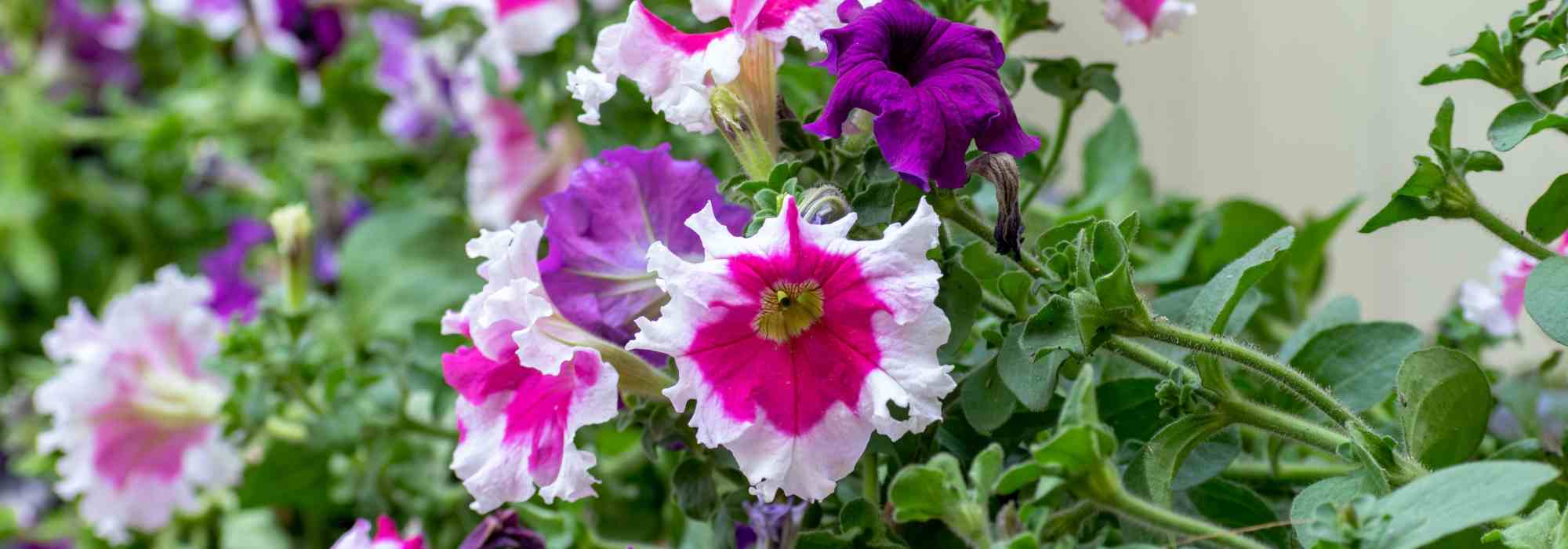 Malattie e parassiti dei petunie e surfinie