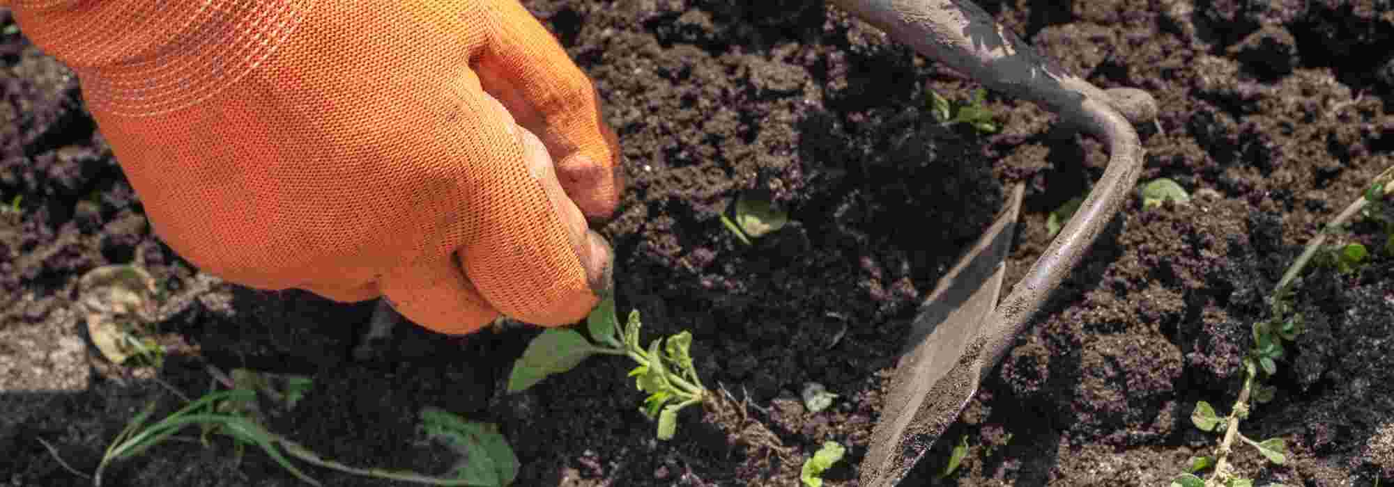 Falsa semina o sovescio: quale metodo privilegiare contro le erbe infestanti?