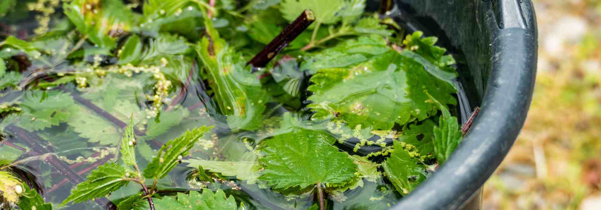 Giardinaggio per principiantI: come nutrire le piante in modo naturale e facile?