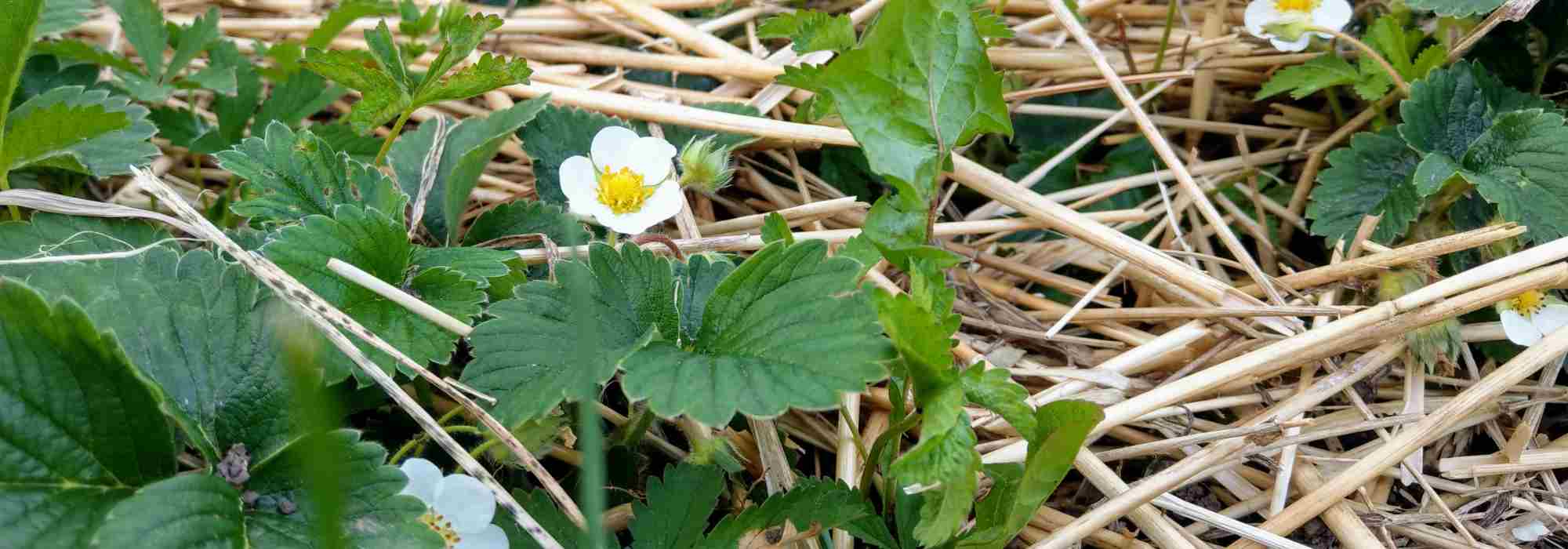 Quale pacciamatura scegliere per le fragole?