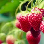 Piccoli frutti da coltivare in vaso