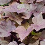 Le migliori piante annuali con fogliame decorativo per abbellire il tuo giardino o balcone