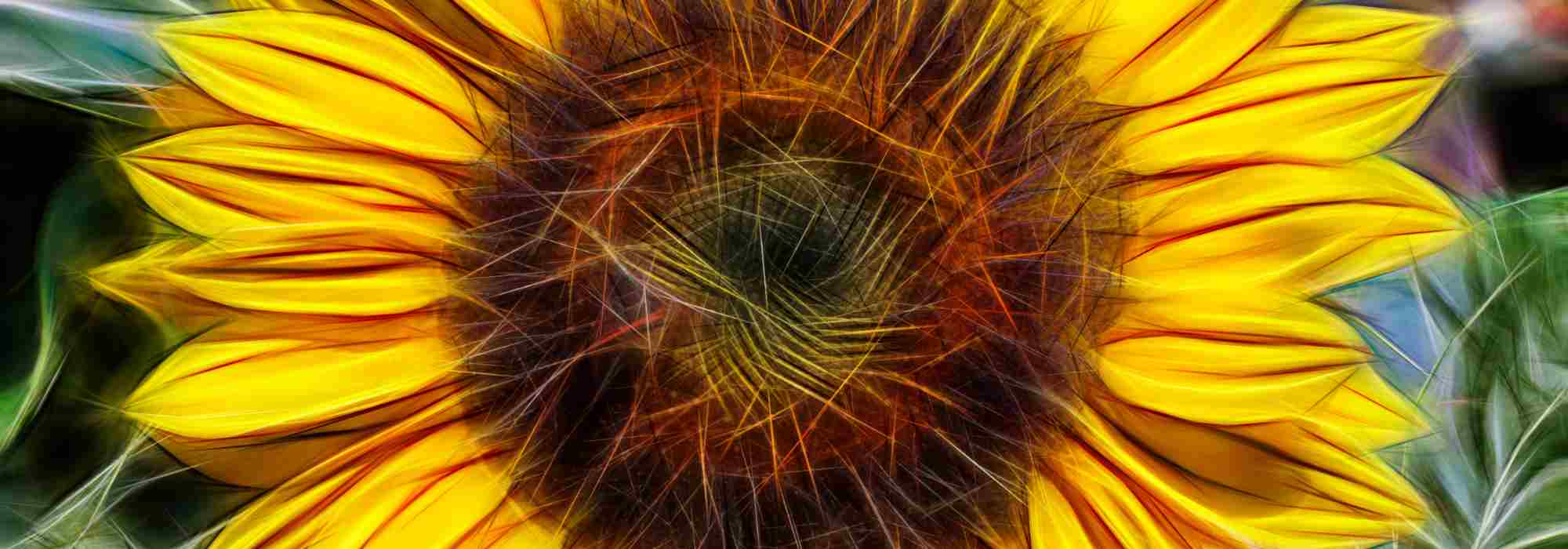 Piante annuali XXL per un effetto spettacolare in giardino